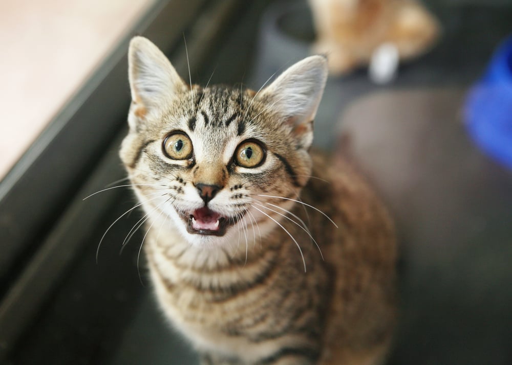 Quando Il Gatto Ti Guarda E Miagola